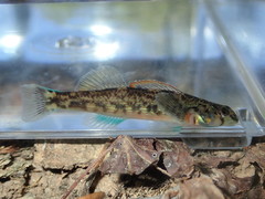 Etheostoma inscriptum