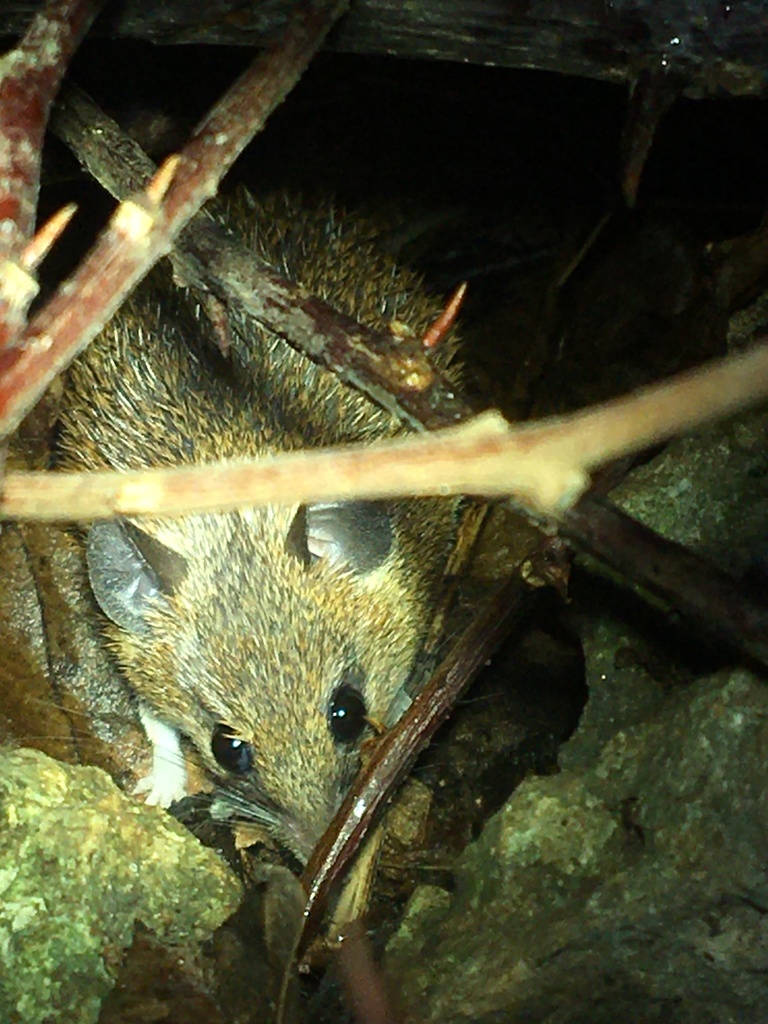 Wilson's Spiny Mouse