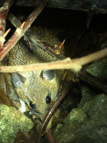 Wilson's Spiny Mouse