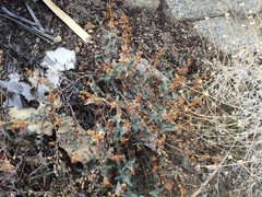 Penstemon clevelandii connatus