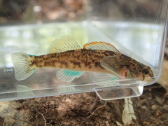 Etheostoma inscriptum