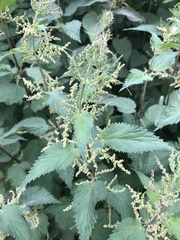 Urtica dioica