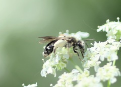 Andrena proxima