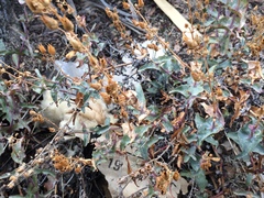 Penstemon clevelandii connatus