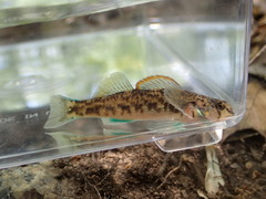 Etheostoma inscriptum