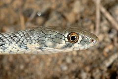 Platyceps rhodorachis