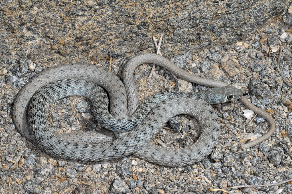 Wadi Racer
