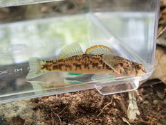 Etheostoma inscriptum
