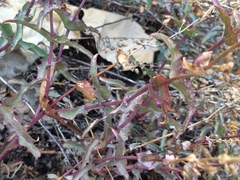 Penstemon clevelandii connatus