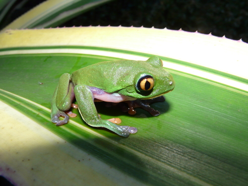 Agalychnis annae