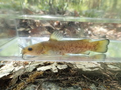 Ameiurus brunneus