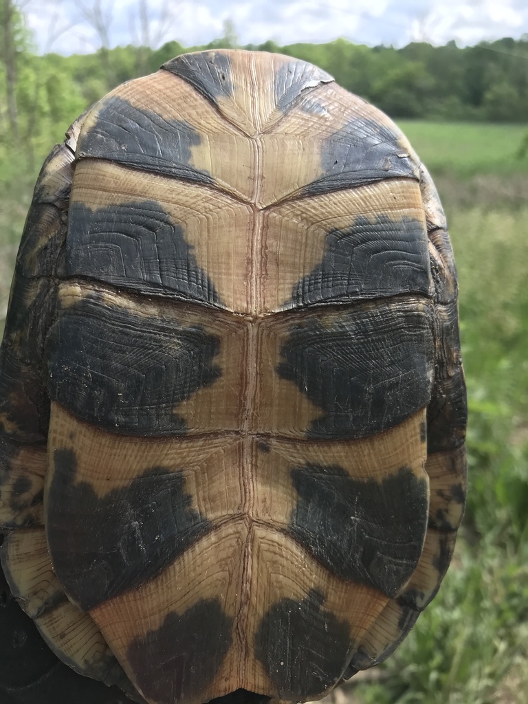 Blanding's Turtle in June 2021 by davidkenyon · iNaturalist
