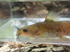 Ameiurus brunneus