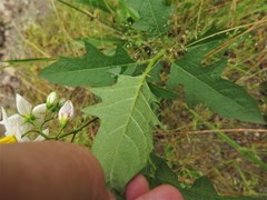 Solanum carolinense carolinense