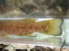 Ameiurus brunneus