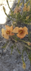 Linum allredii