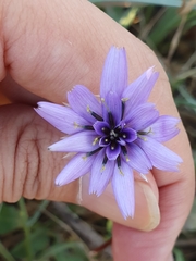 Catananche caerulea image