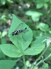 Chrysopilus ornatus