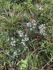 Sericocarpus linifolius