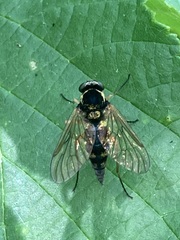 Chrysopilus ornatus