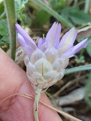 Catananche caerulea image