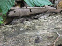 Hemidactylus palaichthus