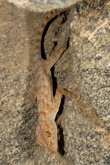 Ptyodactylus dhofarensis