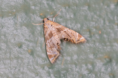 Petrophila heppneri