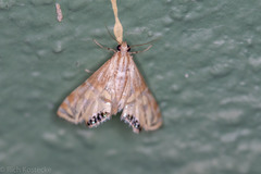 Petrophila daemonalis