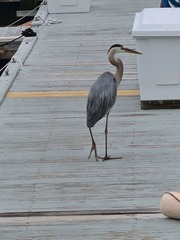 Ardea herodias