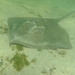 Longnose Stingray - Photo (c) Mike G. Rutherford, some rights reserved (CC BY-NC), uploaded by Mike G. Rutherford
