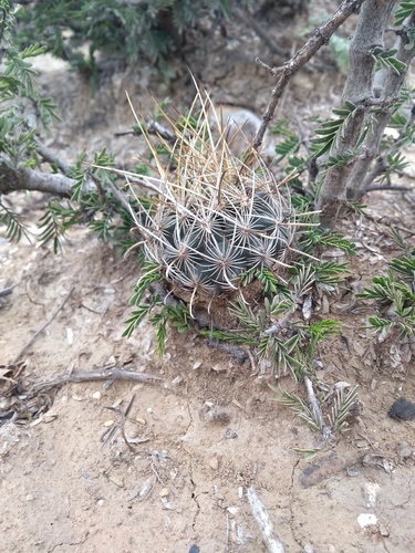 Scheer's Fishhook Cactus