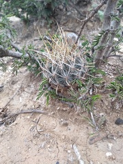 Ancistrocactus scheeri