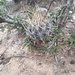 Scheer's Fishhook Cactus - Photo (c) Maricruz R., some rights reserved (CC BY-NC), uploaded by Maricruz R.
