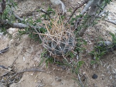 Ancistrocactus scheeri