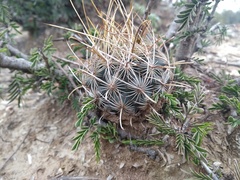 Ancistrocactus scheeri