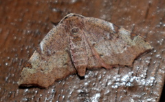 Achrosis