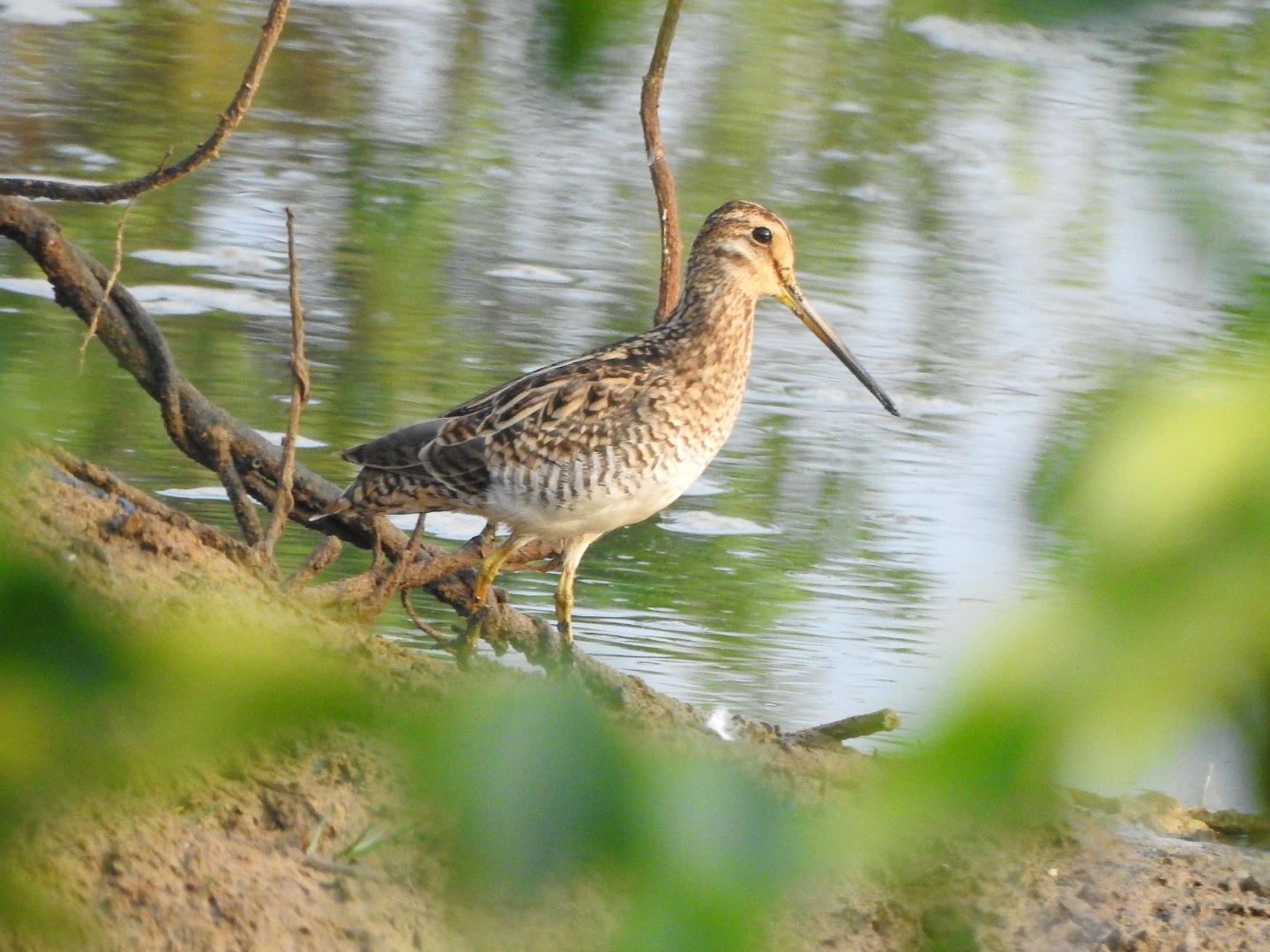 Pin-tailed Snipe