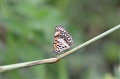 Byblia anvatara