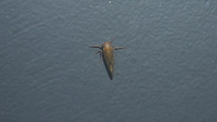 Epeurysa nawaii