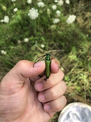 Plinthocoelium suaveolens