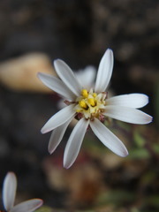 Noticastrum marginatum