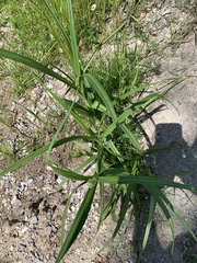 Scirpus expansus