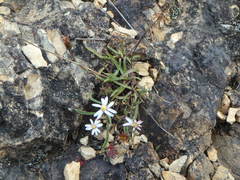 Noticastrum marginatum