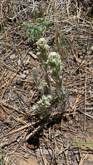 Castilleja nana