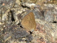 Arhopala alea