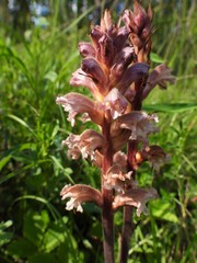 Orobanche lutea