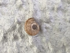 Xerolenta obvia