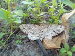 Geometridae