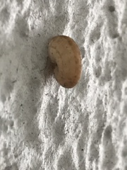 Xerolenta obvia